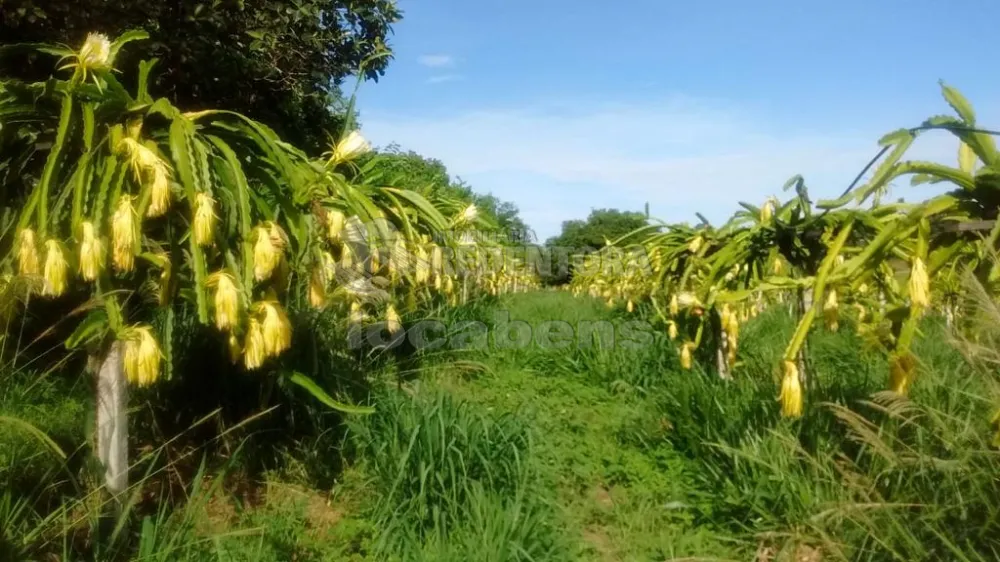 Comprar Rural / Sítio em Auriflama R$ 3.300.000,00 - Foto 4