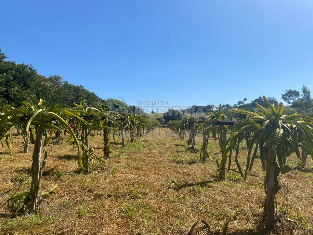 Comprar Rural / Sítio em Auriflama R$ 3.300.000,00 - Foto 6