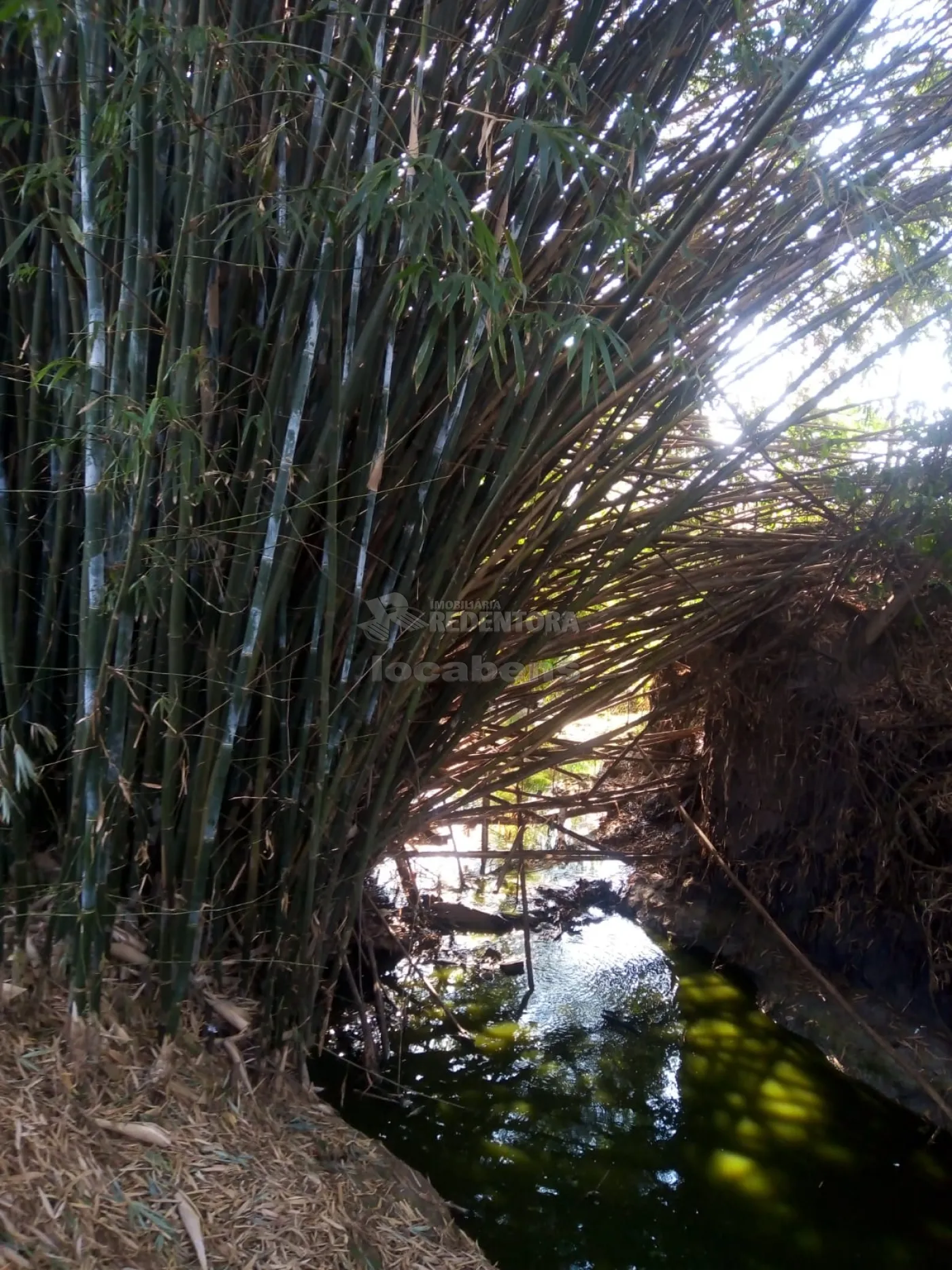 Comprar Rural / Sítio em Poloni apenas R$ 1.600.000,00 - Foto 12