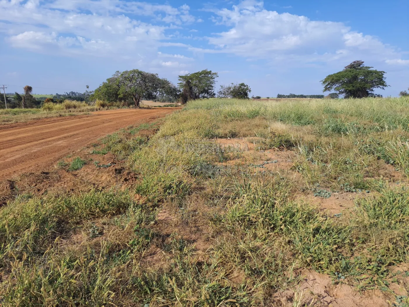 Comprar Rural / Sítio em Cedral apenas R$ 600.000,00 - Foto 19