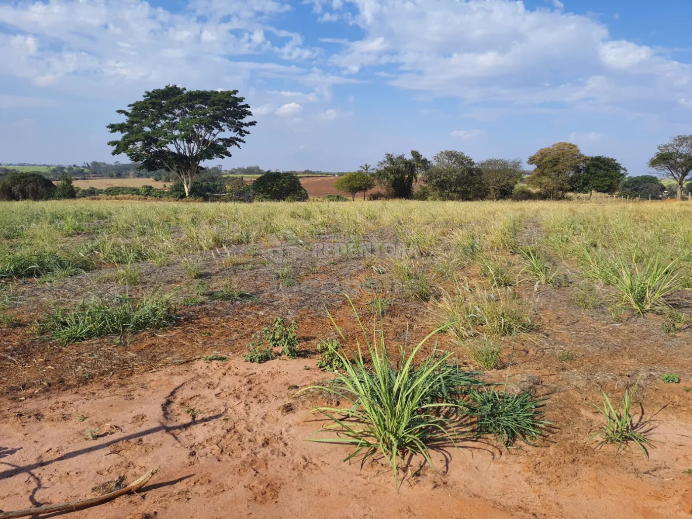 Comprar Rural / Sítio em Cedral R$ 600.000,00 - Foto 11