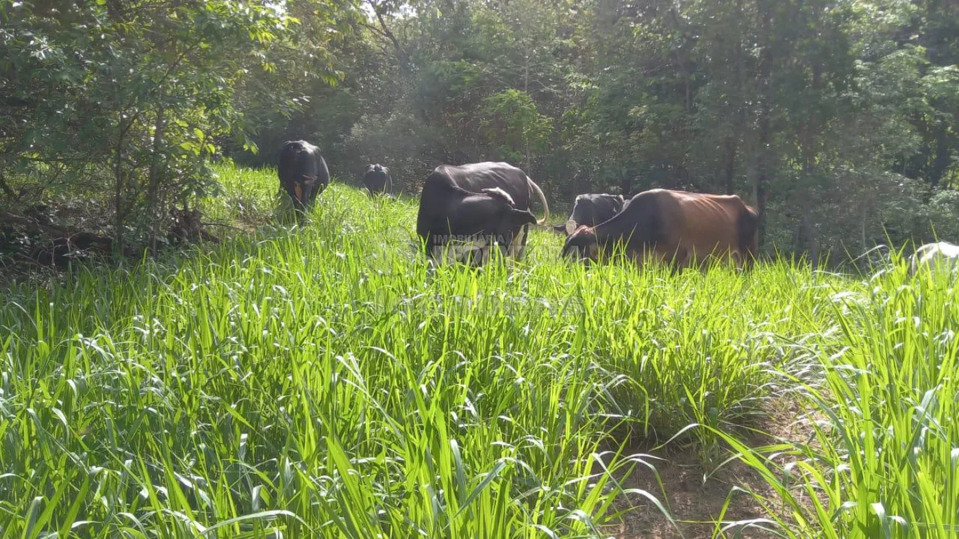 Comprar Rural / Fazenda em Comendador Gomes apenas R$ 4.000.000,00 - Foto 6