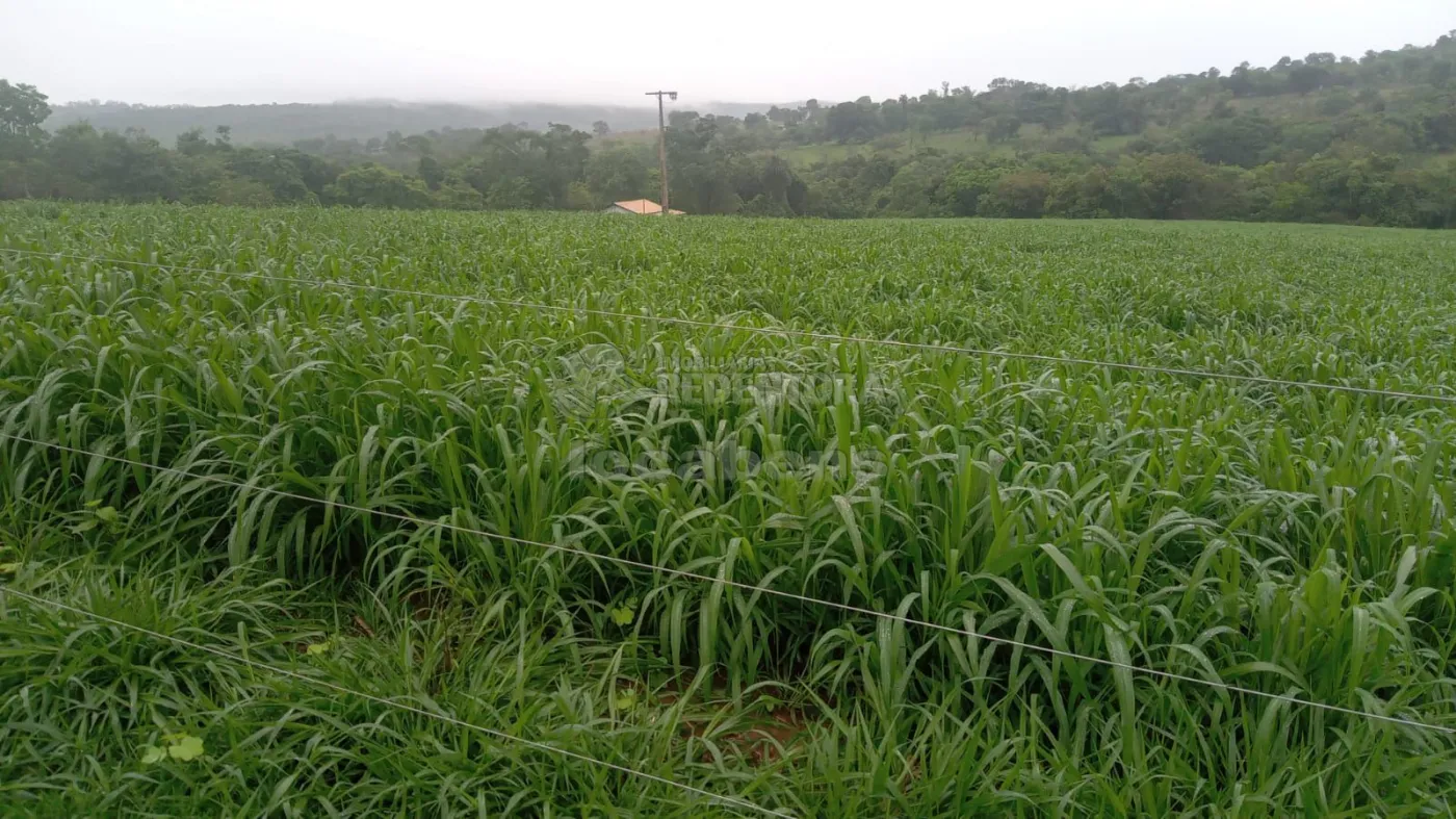 Comprar Rural / Fazenda em Comendador Gomes apenas R$ 4.000.000,00 - Foto 7