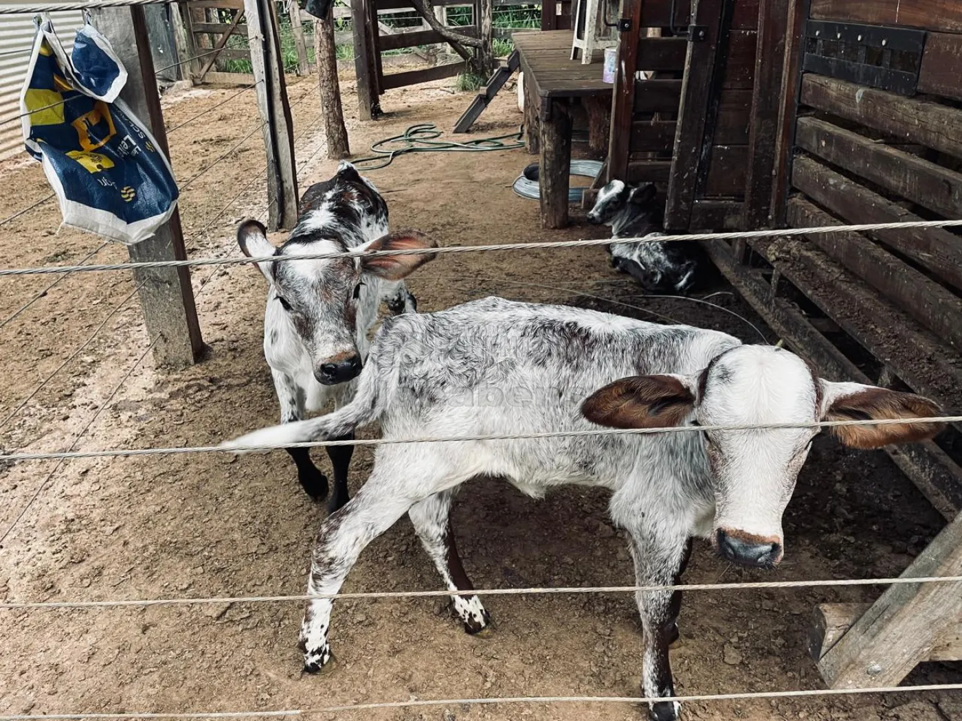 Comprar Rural / Fazenda em Comendador Gomes apenas R$ 4.000.000,00 - Foto 18