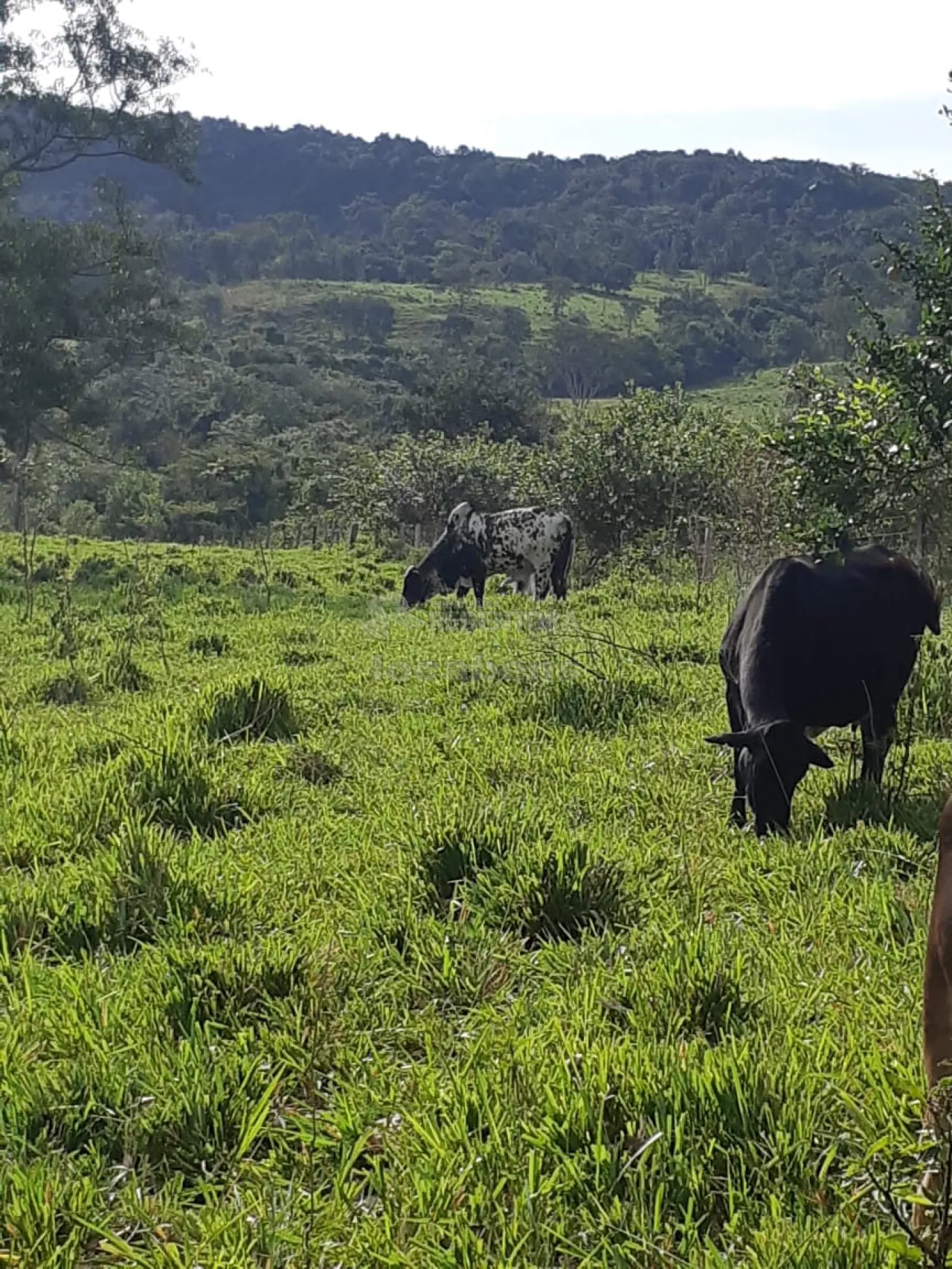 Comprar Rural / Sítio em Cachoeira Alta apenas R$ 6.800.000,00 - Foto 1