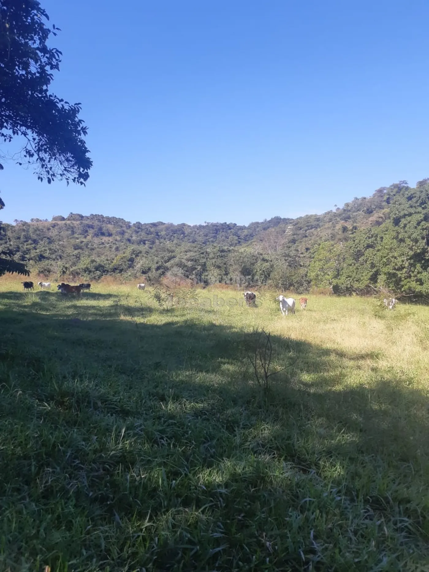 Comprar Rural / Sítio em Cachoeira Alta apenas R$ 6.800.000,00 - Foto 2