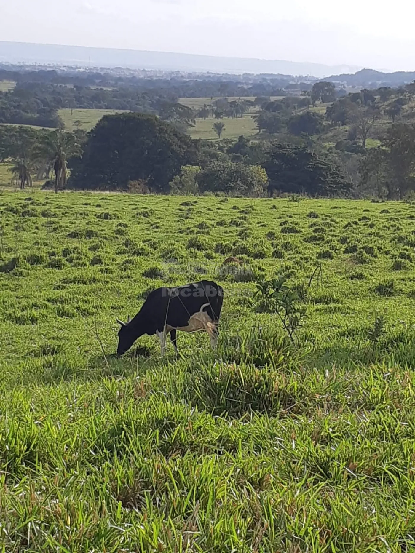 Comprar Rural / Sítio em Cachoeira Alta apenas R$ 6.800.000,00 - Foto 3