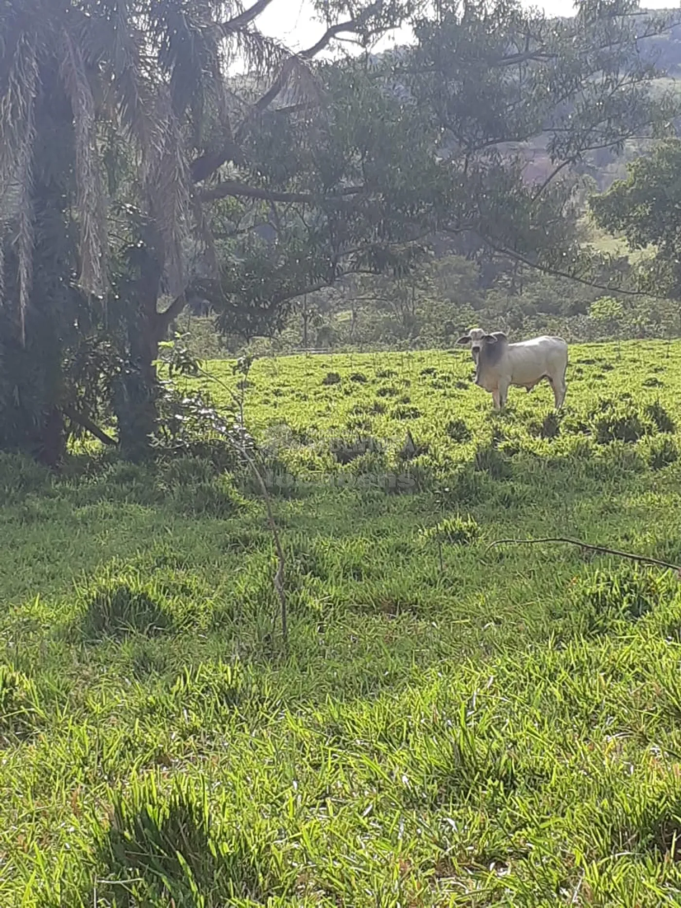 Comprar Rural / Sítio em Cachoeira Alta apenas R$ 6.800.000,00 - Foto 6