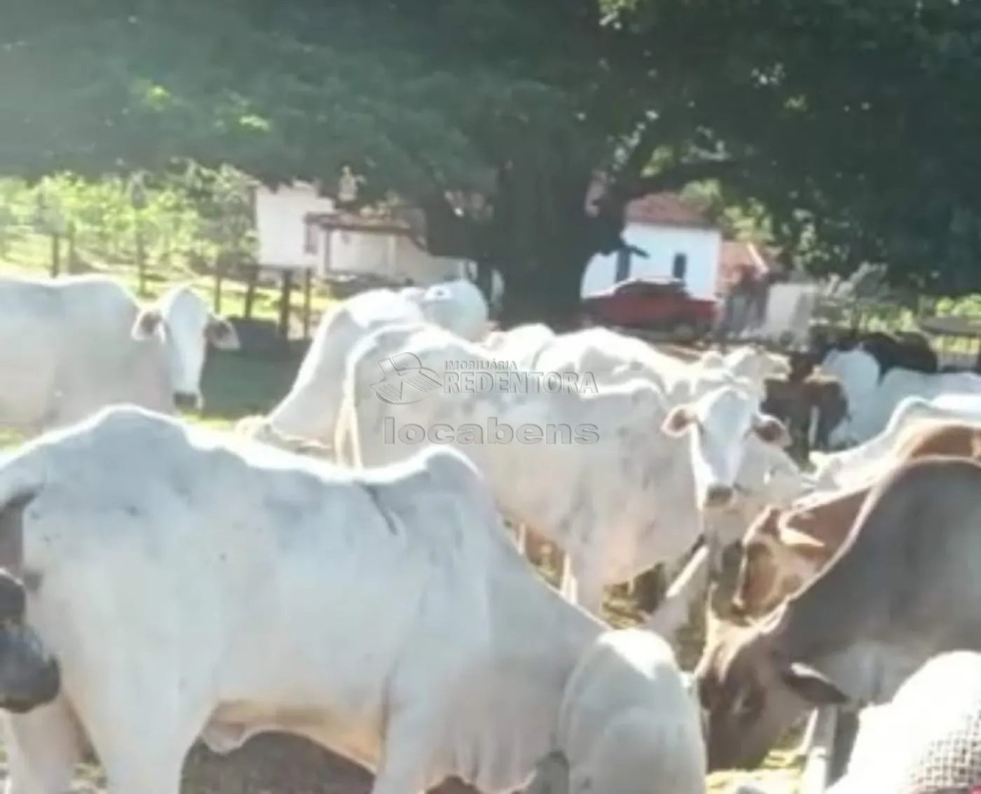 Comprar Rural / Sítio em Cachoeira Alta apenas R$ 6.800.000,00 - Foto 12