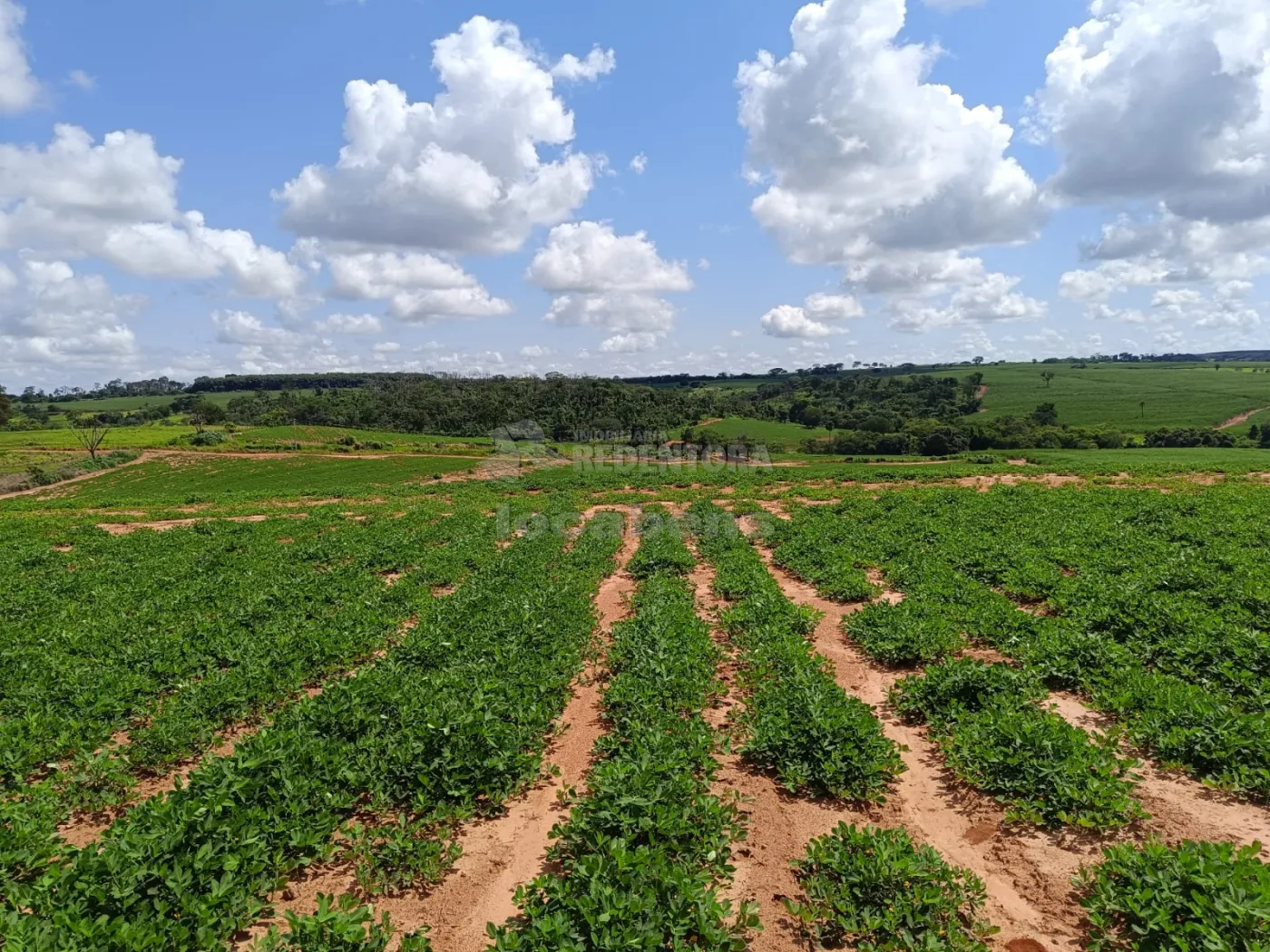 Comprar Rural / Fazenda em Tanabi apenas R$ 2.550.000,00 - Foto 2