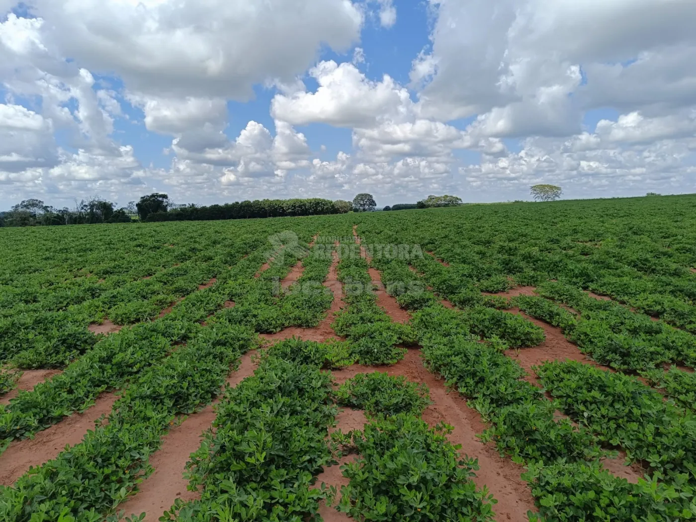 Comprar Rural / Fazenda em Tanabi apenas R$ 2.550.000,00 - Foto 3