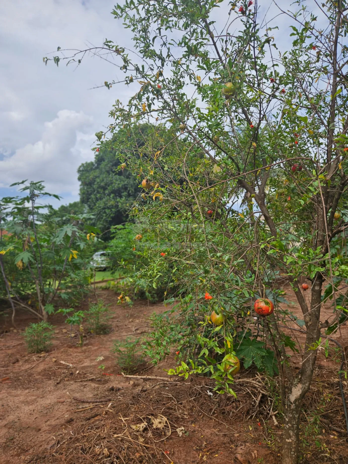 Comprar Rural / Chácara em São José do Rio Preto apenas R$ 270.000,00 - Foto 5