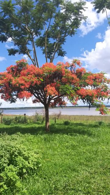 Comprar Terreno / Padrão em Fronteira R$ 360.000,00 - Foto 15