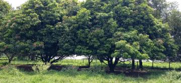 Alugar Rural / Chácara em Ruilândia R$ 3.500,00 - Foto 15