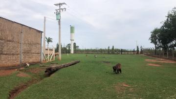 Comprar Rural / Sítio em Potirendaba apenas R$ 5.500.000,00 - Foto 6