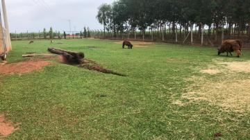 Comprar Rural / Sítio em Potirendaba R$ 5.500.000,00 - Foto 7