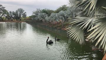 Comprar Rural / Sítio em Potirendaba R$ 5.500.000,00 - Foto 33