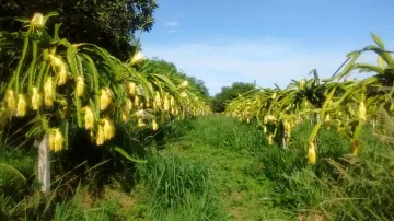 Comprar Rural / Sítio em Auriflama apenas R$ 3.300.000,00 - Foto 4