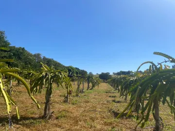 Comprar Rural / Sítio em Auriflama R$ 3.300.000,00 - Foto 7