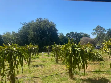 Comprar Rural / Sítio em Auriflama apenas R$ 3.300.000,00 - Foto 5