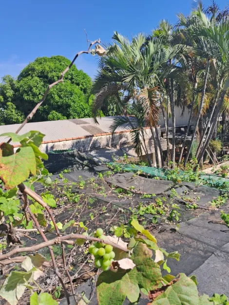 Comprar Rural / Chácara em São José do Rio Preto R$ 900.000,00 - Foto 14