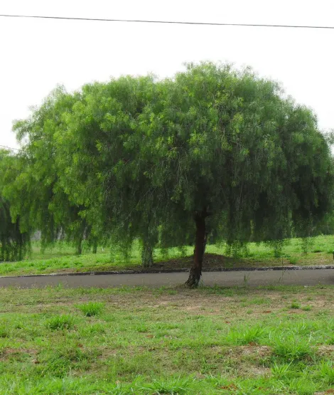 Comprar Terreno / Condomínio em Ibirá apenas R$ 100.000,00 - Foto 2