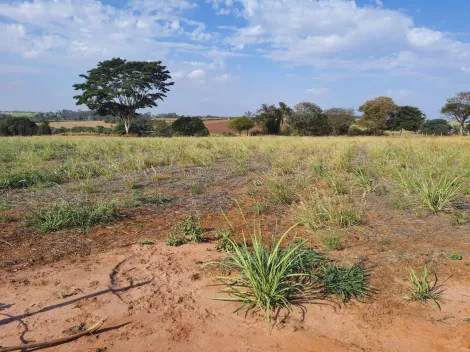 Comprar Rural / Sítio em Cedral R$ 600.000,00 - Foto 11