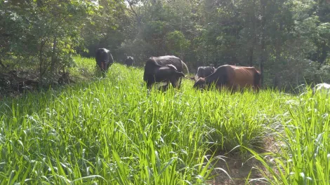 Comprar Rural / Fazenda em Comendador Gomes apenas R$ 4.000.000,00 - Foto 6