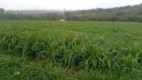 Comprar Rural / Fazenda em Comendador Gomes apenas R$ 4.000.000,00 - Foto 7