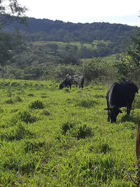 Rural / Sítio em Cachoeira Alta 