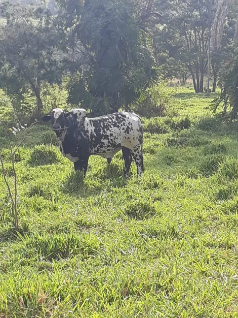 Comprar Rural / Sítio em Cachoeira Alta apenas R$ 6.800.000,00 - Foto 4