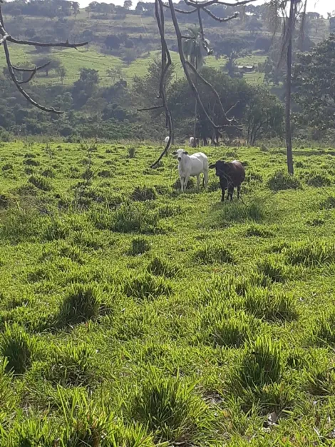 Comprar Rural / Sítio em Cachoeira Alta apenas R$ 6.800.000,00 - Foto 8