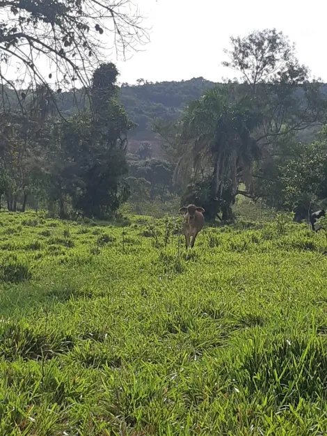 Comprar Rural / Sítio em Cachoeira Alta apenas R$ 6.800.000,00 - Foto 11