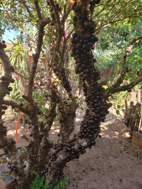 Comprar Rural / Chácara em São José do Rio Preto apenas R$ 850.000,00 - Foto 31