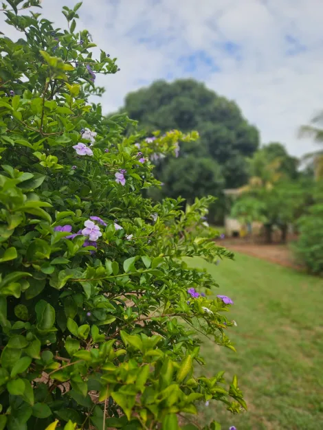 Comprar Rural / Chácara em São José do Rio Preto apenas R$ 270.000,00 - Foto 6